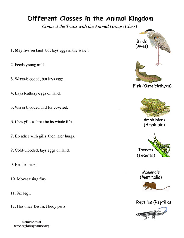 Animal Groups Traits (Classes) - Matching Animal Groups Traits (Classes) - Matching