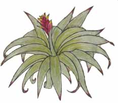 Amazon Rainforest - Read and React Quiz