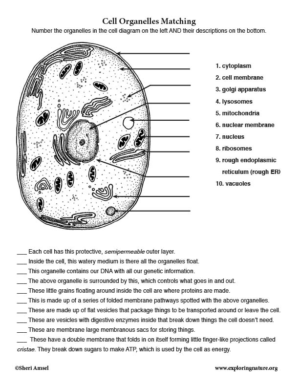 biology-cell-organelles-worksheet