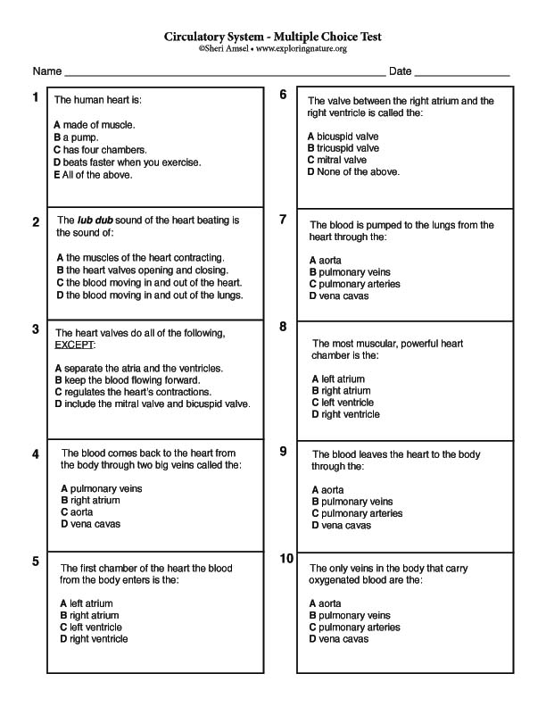 Circulatory And Respiratory System Worksheet Multiple Choice Answer Key