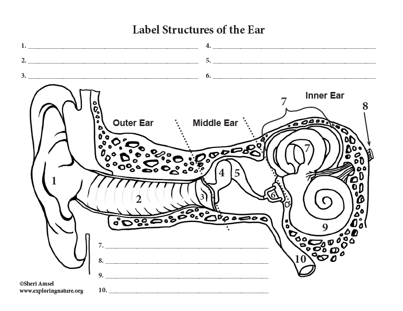 Ear Anatomy Diagram Quiz