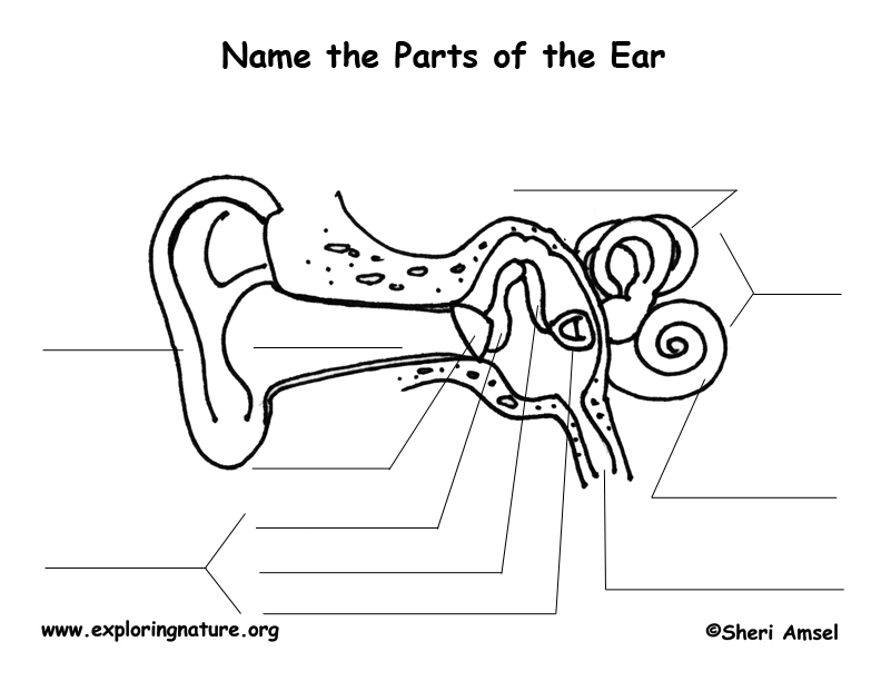Parts of the Ear – Fill In the Blank