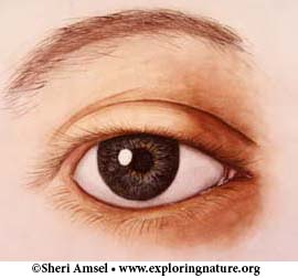 Eye - Vision and Structure - Multiple Choice