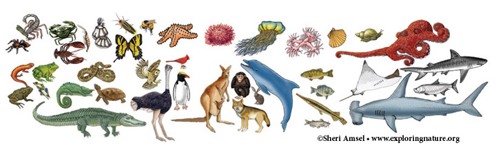 Classification (Kingdoms and Phyla) – Multiple Choice