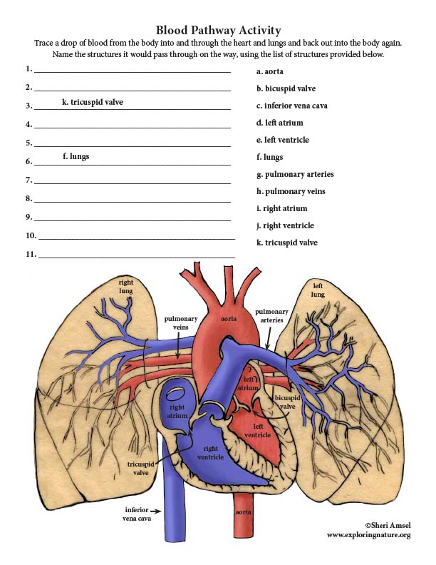 Blood Flow Through Heart Quiz