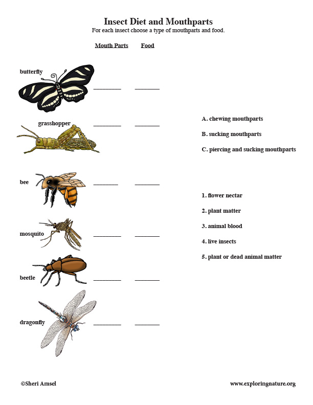 Insect Mouth Parts and Diet – Matching Quiz