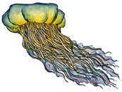 Coral Reefs - Read and React (Short Answer)