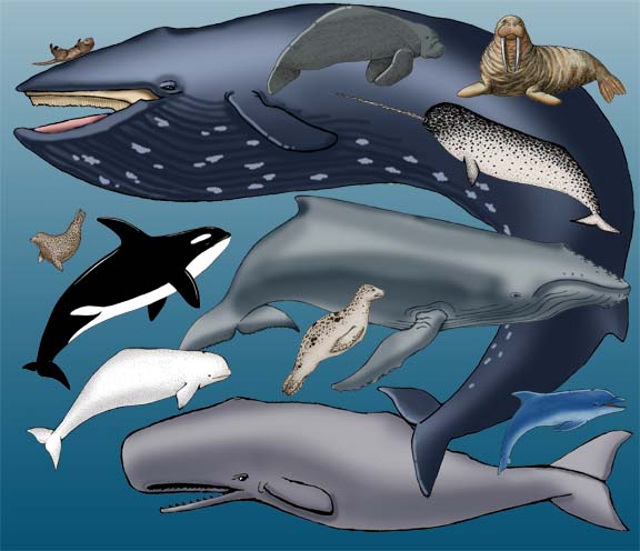 marine-mammals-multiple-choice-test