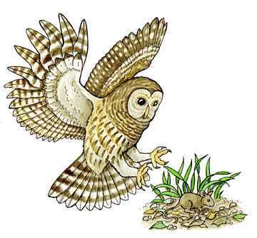 Predator Prey - Matching Quiz