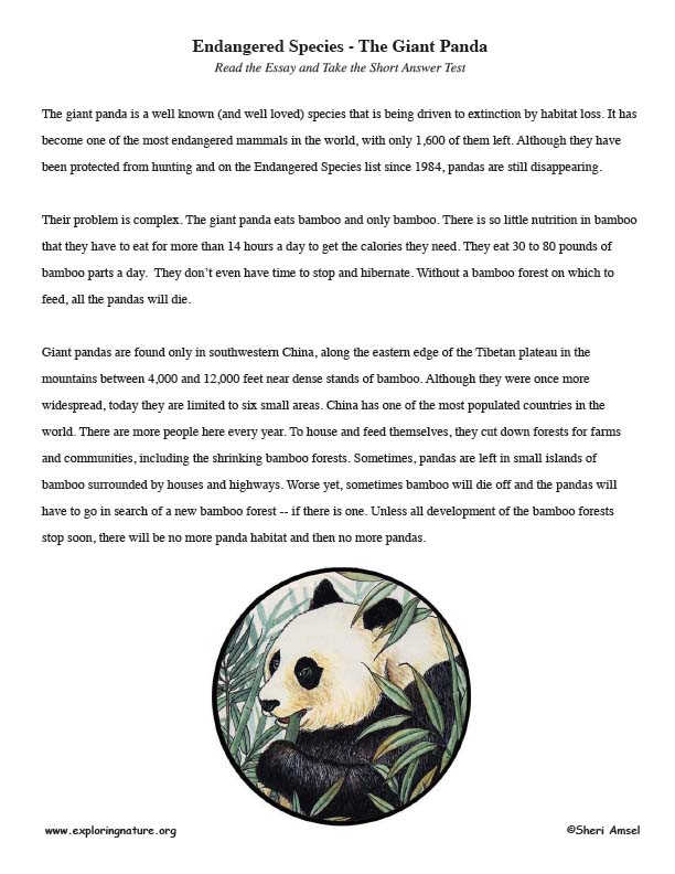 Реферат: Giant Panda Essay Research Paper What animal