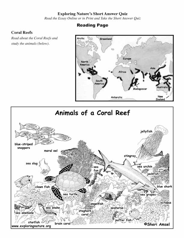 Coral Reefs - Read and React (Short Answer)