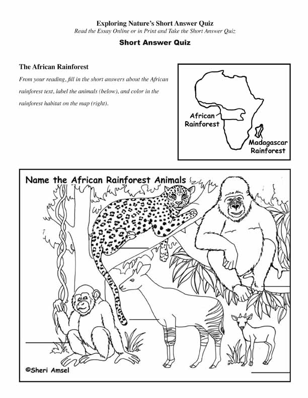 African Rainforest - Read and React Quiz