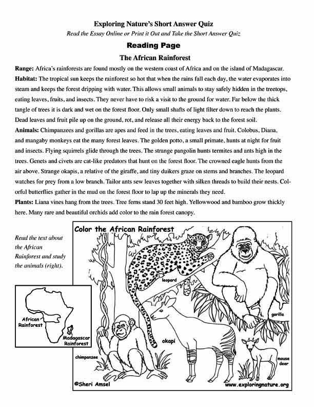 African Rainforest - Read and React Quiz