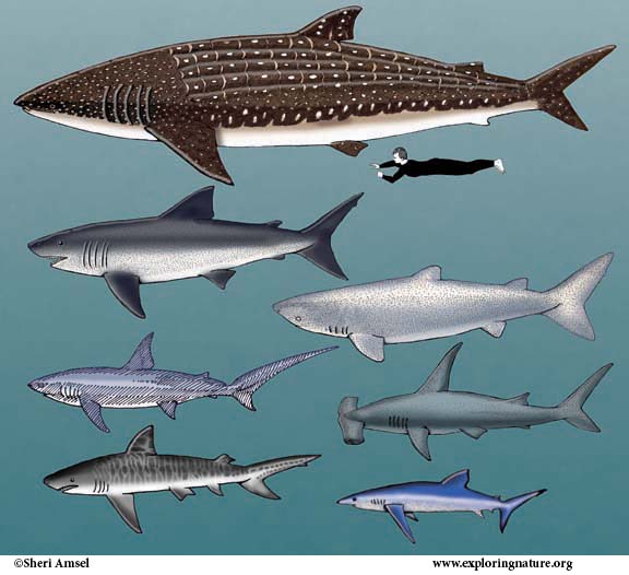 Sharks - Multiple Choice Quiz