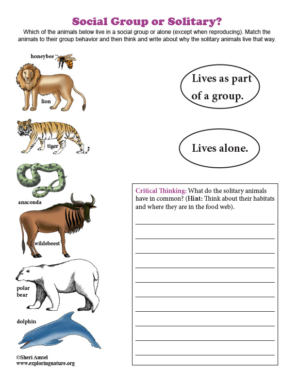 Social Group or Solitary? Matching and Critical Thinking Quiz Social Group or Solitary? Matching and Critical Thinking Quiz