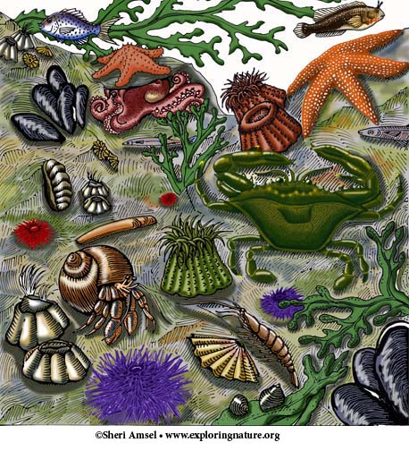 Intertidal Zone - Multiple Choice Quiz Intertidal Zone - Multiple Choice Quiz