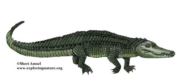 American Alligator