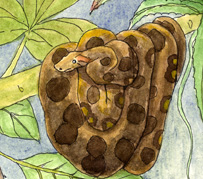 Boa Constrictor