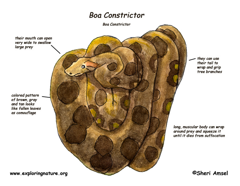 Boa Constrictor