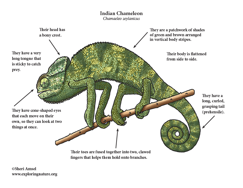 Строение хамелеона