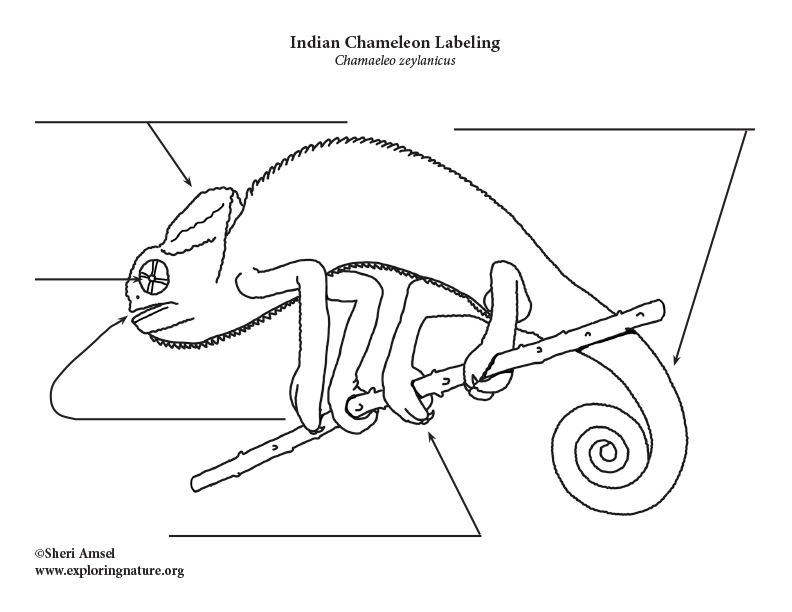 Indian Chameleon Labeling Page