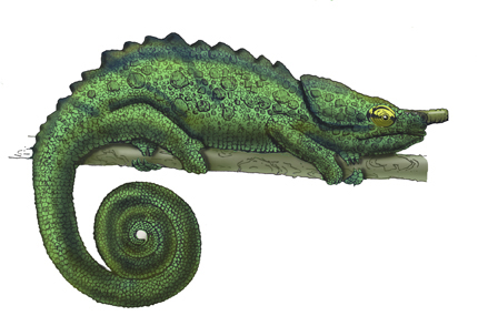 Parson's Chameleon