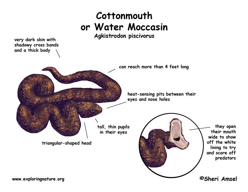 snake mouth anatomy