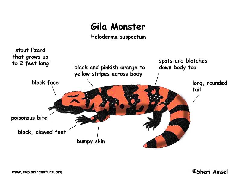 gila monster rc car