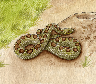 Rattlesnakes