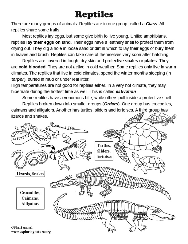 About Reptiles: Read and React About Reptiles: Read and React