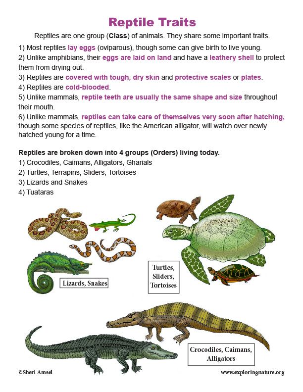 Unlike amphibians sales reptiles