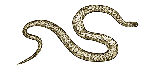 Snake (Northern Brown)