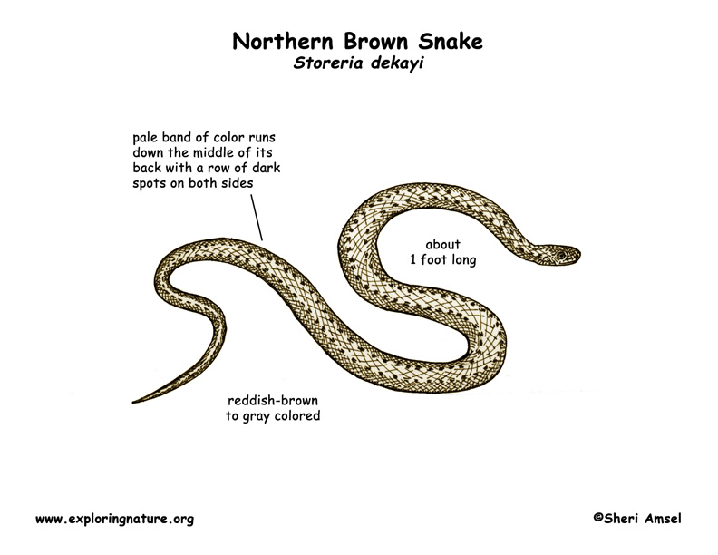 This is an image of Impeccable Lizard Diagram With Labels It is an image of Impeccable Lizard Diagram With Labels