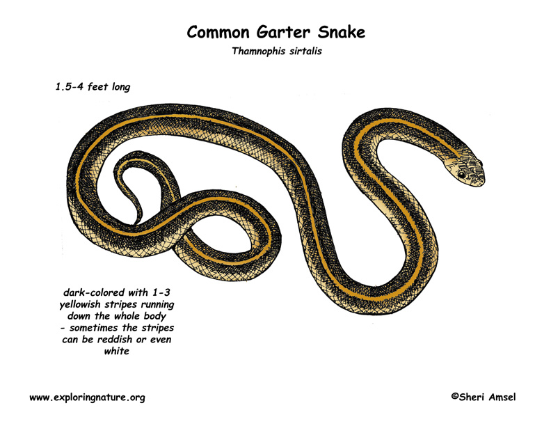 snake_garter_diagram.jpg