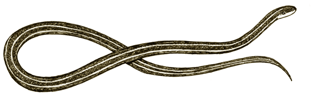 Snake (Eastern Ribbon)
