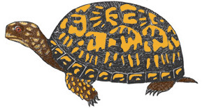Turtle (Eastern Box)