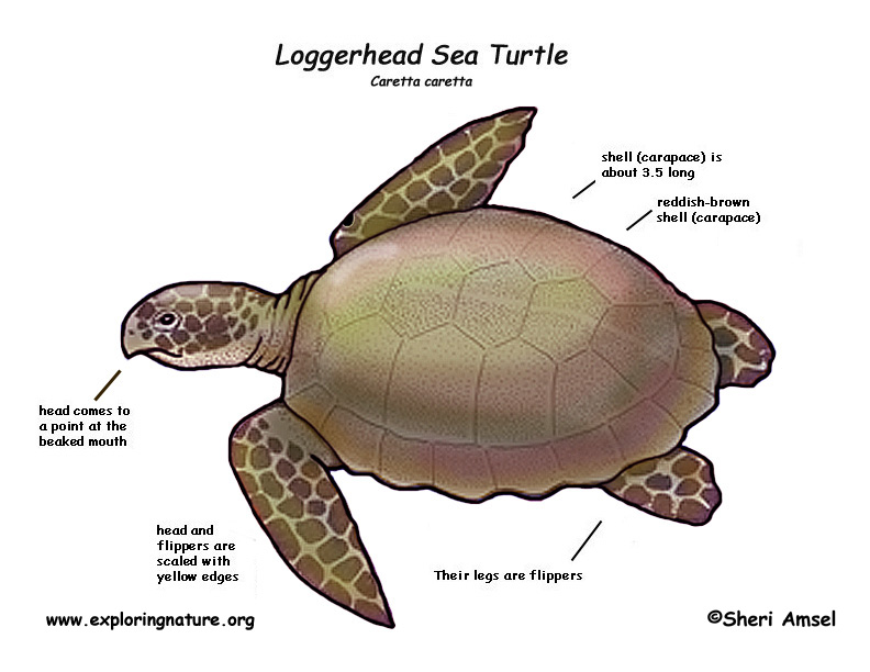 Sea Turtle (Loggerhead)
