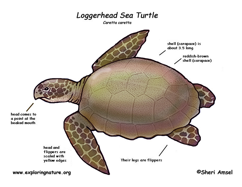 Parts Of A Sea Turtle