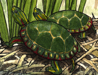 Turtle (Painted)