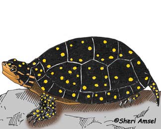 Turtle (Spotted)