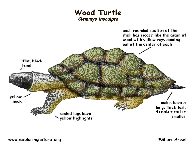 Turtle (Wood)