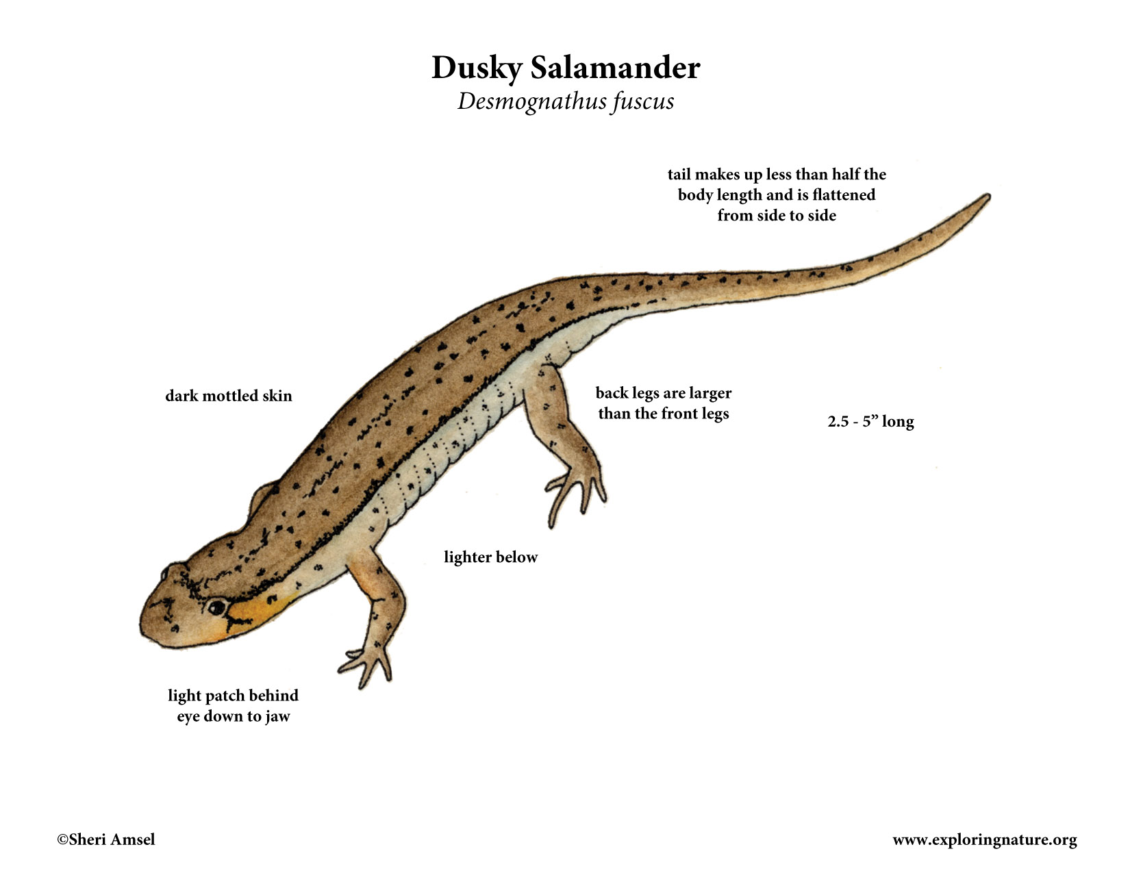 Salamander (Dusky)