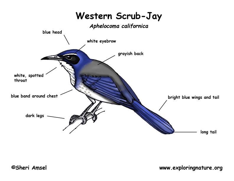 Jay (Western Scrub)