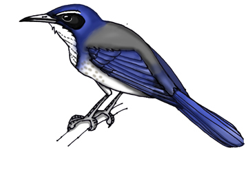 Jay (Western Scrub)