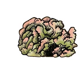 Phylum - Porifera (Sponges)