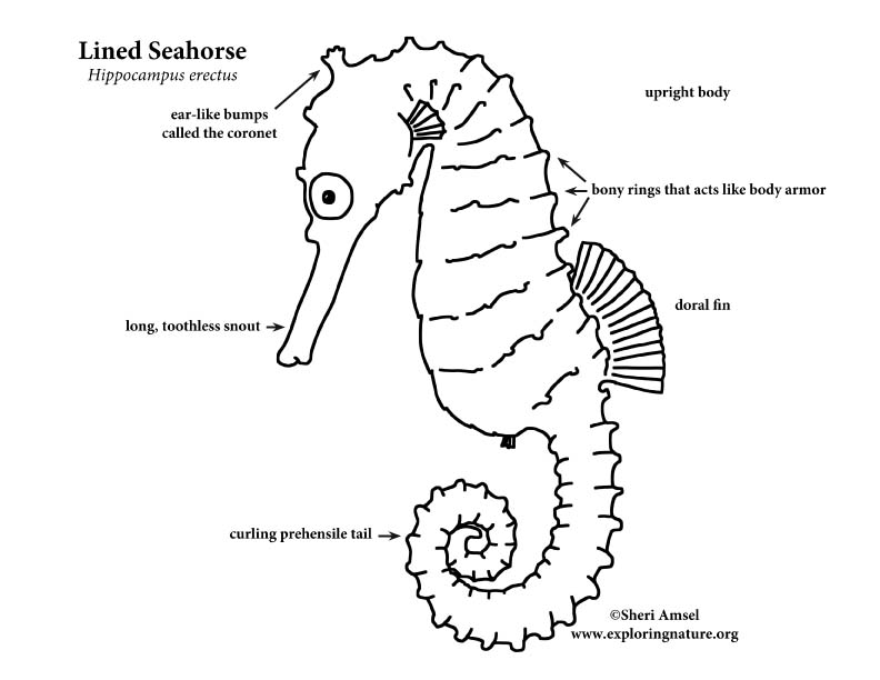 Seahorse (Lined)
