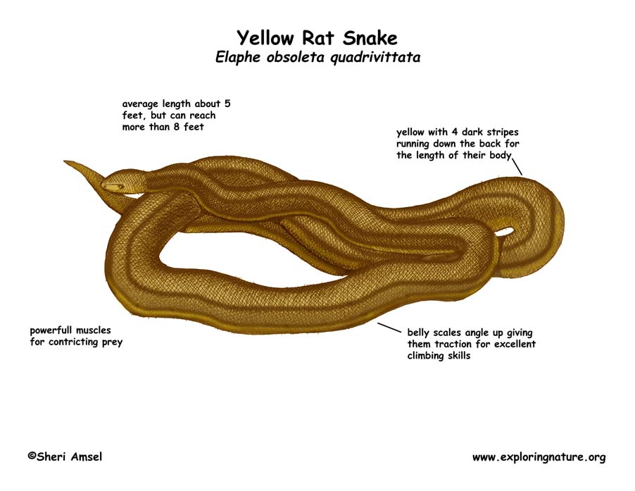 Snake (Yellow Rat)
