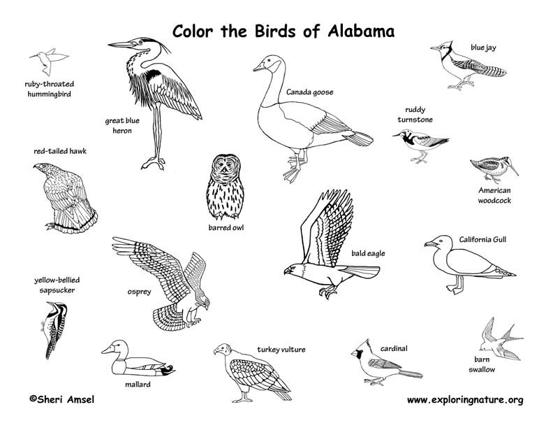 Shore Bird Coloring Pages