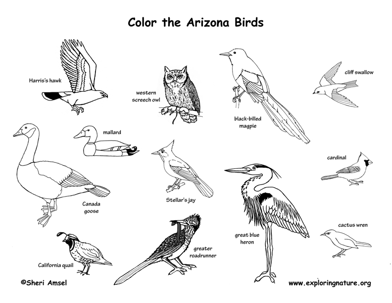 Arizona Habitats, Mammals, Birds, Amphibians, Reptiles Arizona Habitats, Mammals, Birds, Amphibians, Reptiles