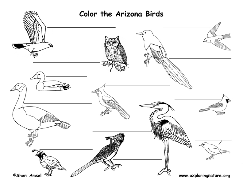 Arizona Habitats, Mammals, Birds, Amphibians, Reptiles Arizona Habitats, Mammals, Birds, Amphibians, Reptiles